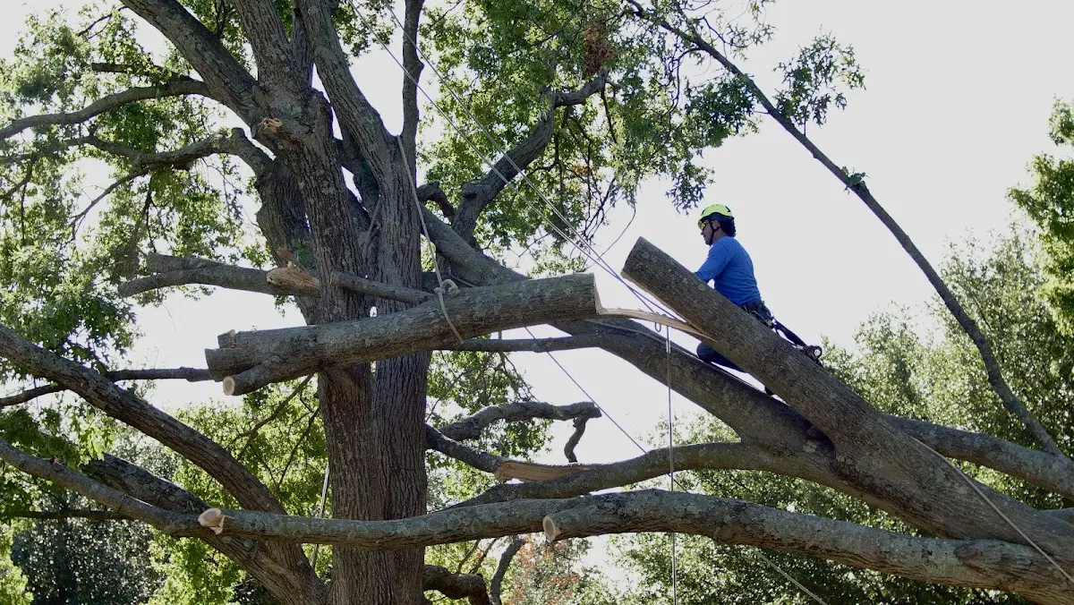 Professional Crown Thinning performed by certified arborists in Islamorada
