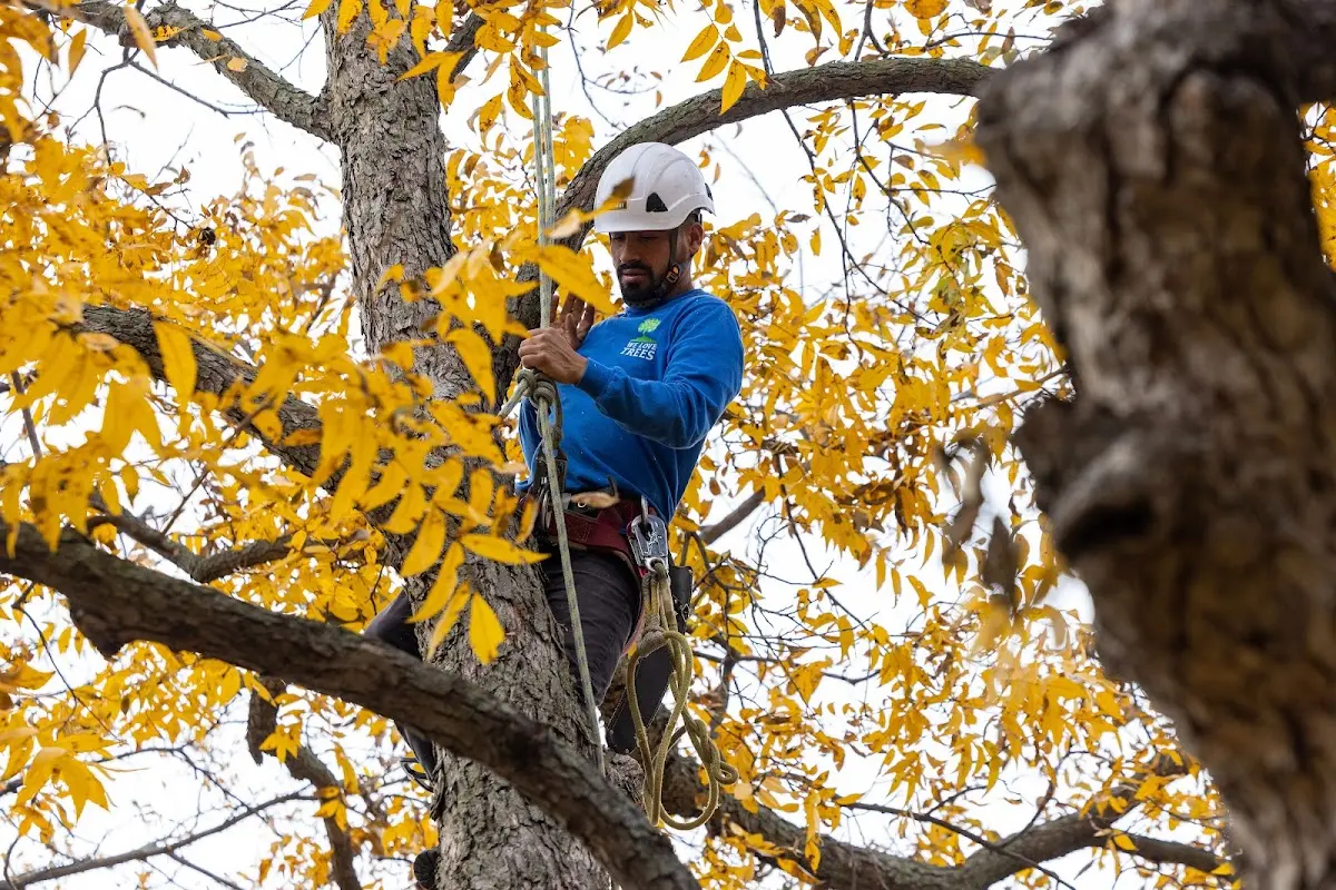 Skilled Tree Trimming crew working in Islamorada